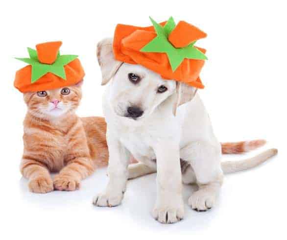 Safety Tips For Halloween