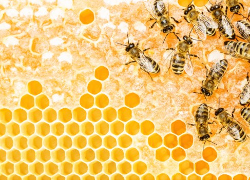 Protecting the Bees