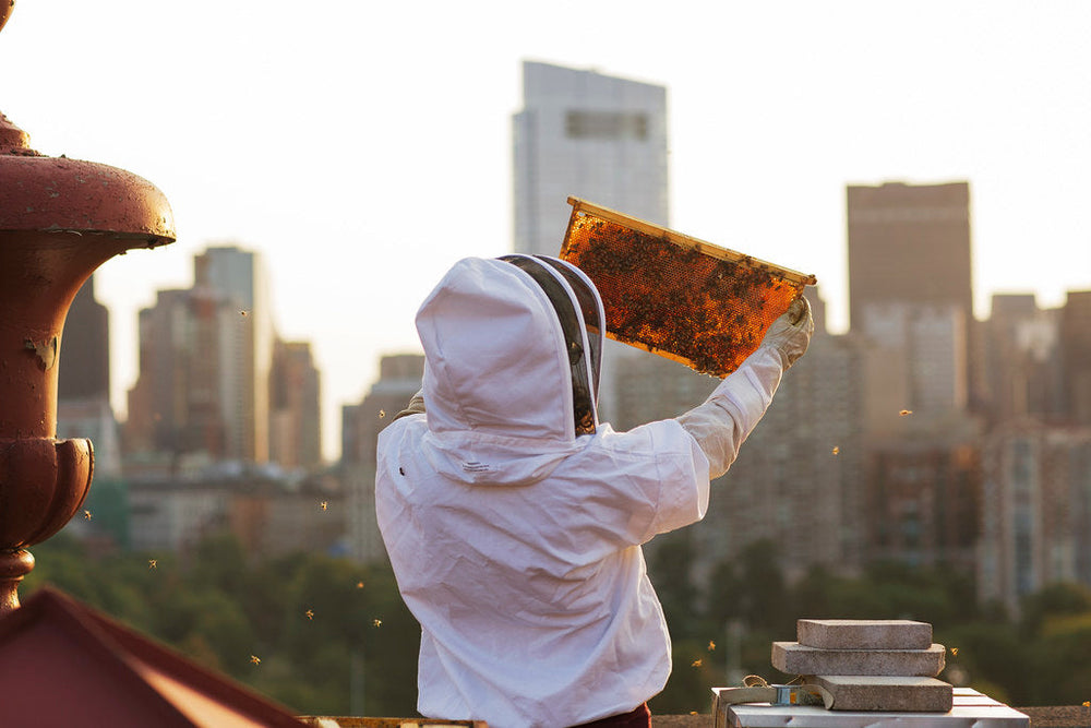 The Secret World of Urban Beekeeping: Why Our Cities Need Bees More Than Ever