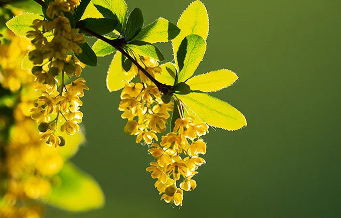 Berberine: Your Ultimate Health Booster!