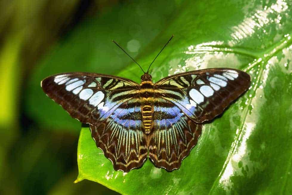 The Evolutionary Race Between Plants and Butterflies