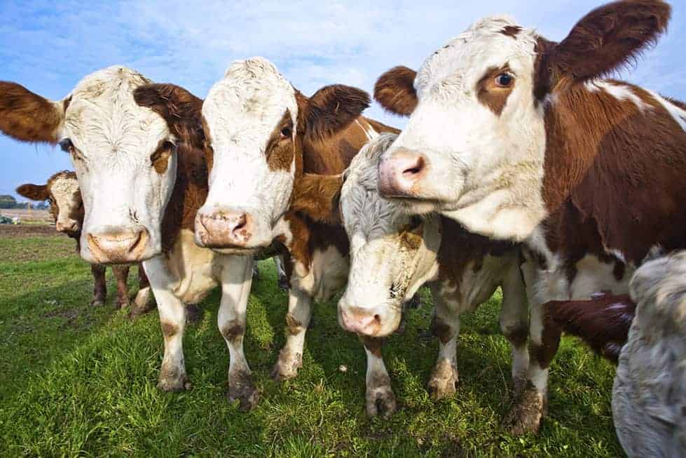 The Heart Craves Grass-fed Beef