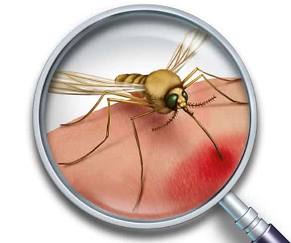 Government of Canada contributes almost $5 million to global fight against Zika virus
