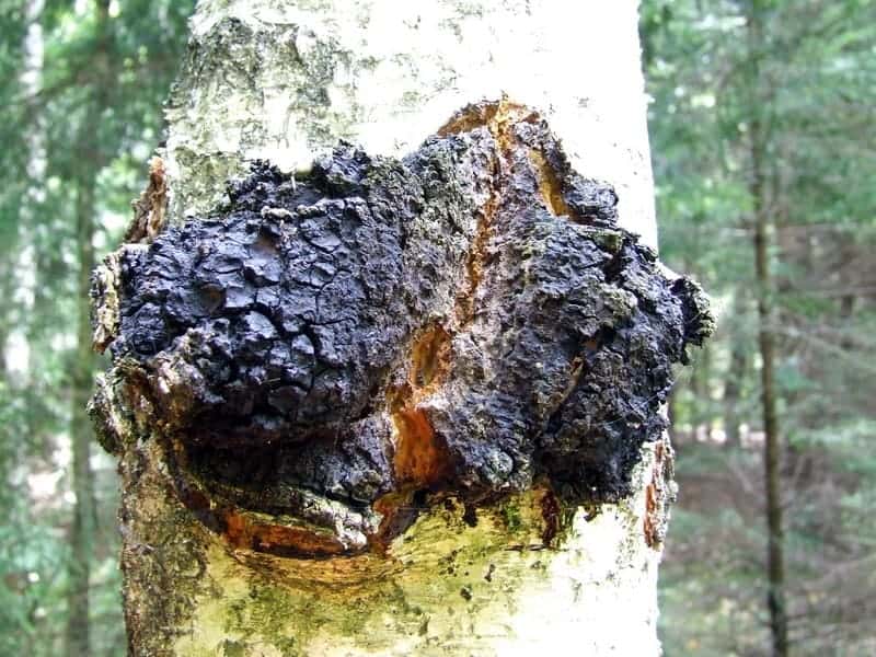 Chaga: Healing Ability, Hope or Just Hype?