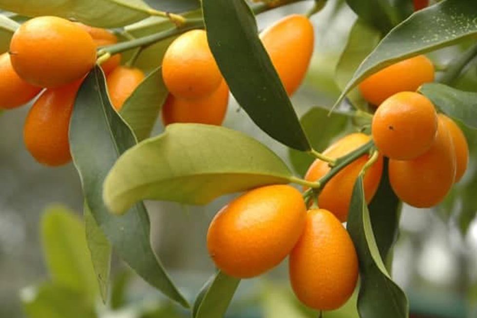 Kumquats