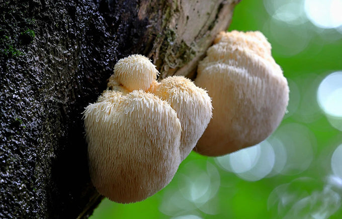 The Marvels of Lion’s Mane: