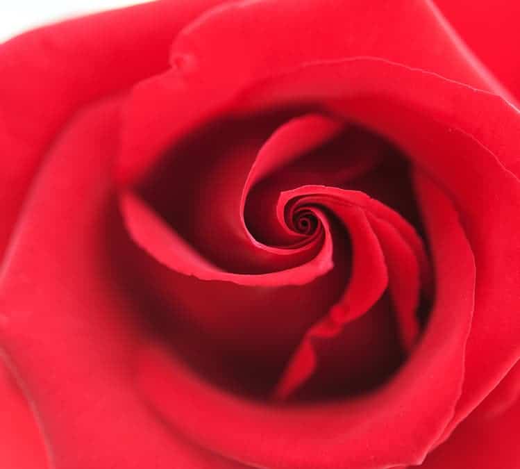 Nature’s Rose