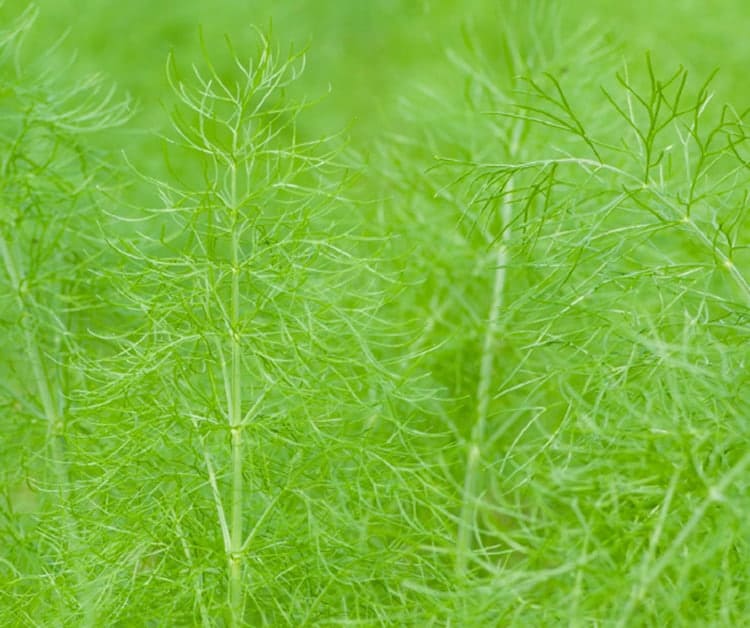 Sea fennel extract