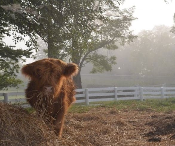 Shake Down in Shaker Village
