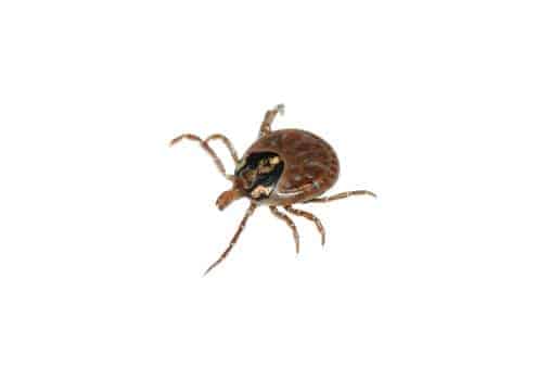 Lyme disease: Fright or Fight the Bite