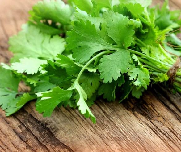 Cilantro: herb or health-booster?