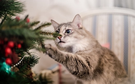 Stressed Out Pets