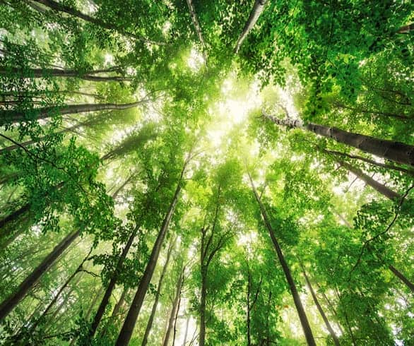 What’s new and eco-chic?