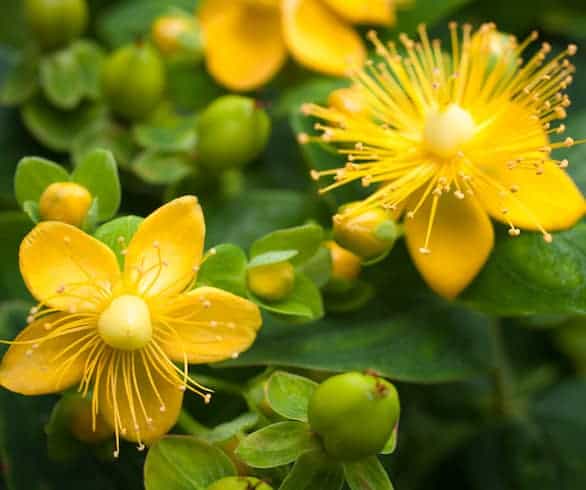 St John’s wort: herbal help for depression?