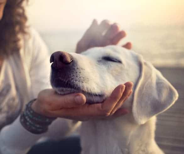Homeopathy: pet’s best friend?