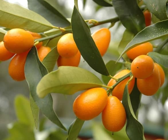 What are kumquats good for, anyway?