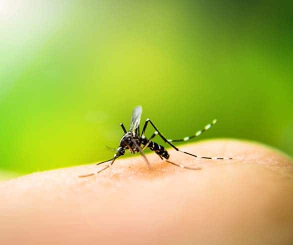 Protect your family against Zika virus this summer