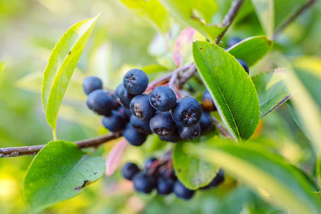 Are Antioxidant Supplements Worth The Money?