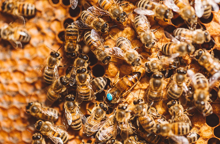 Who Let the Bees Out?