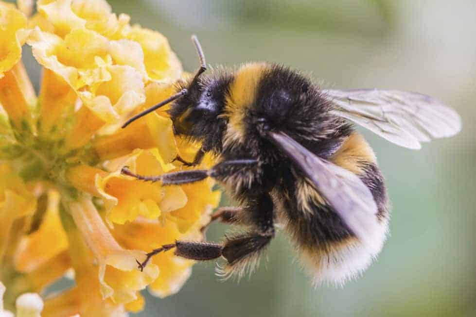 Save our Bees!