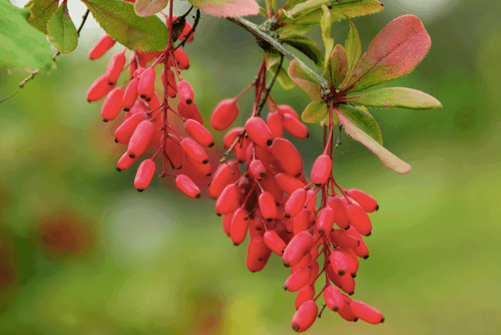 Berberine in Canada
