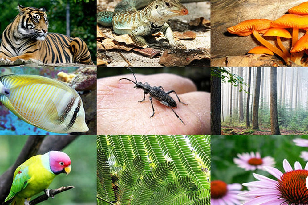 Biodiversity Breakdown: A New Covenant with Life