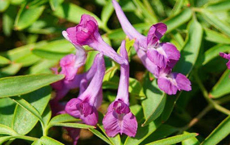 Blooming pain relief