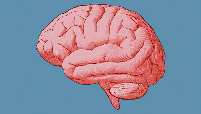 What happens to our brain as we age?