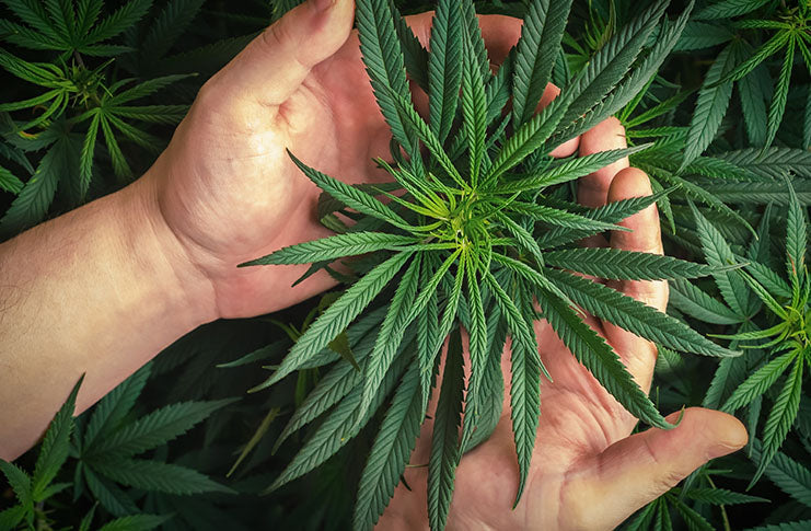 Marijuana Allergies