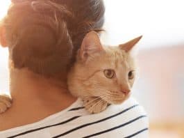 Cats are securely bonded to their people, too