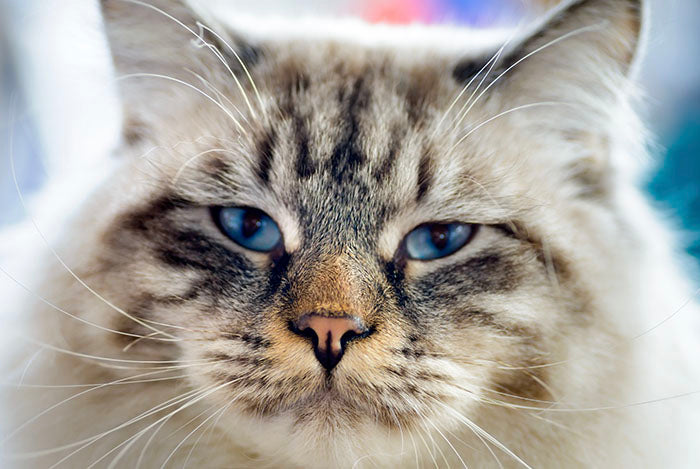 The perfect U.S. cities for cat lovers
