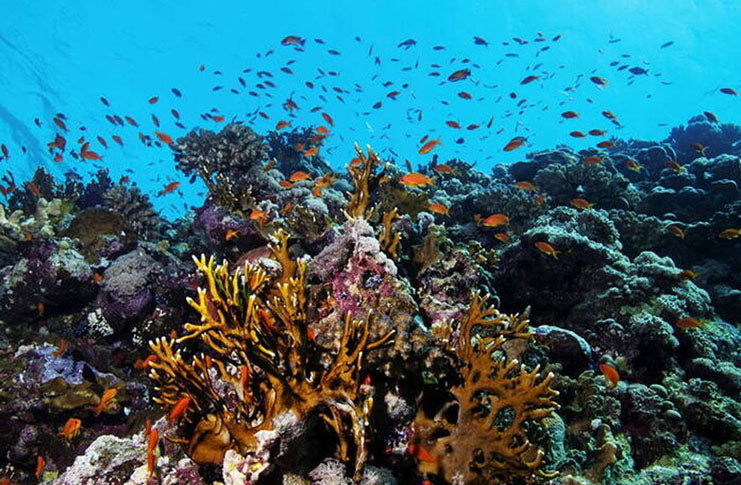 New coral reef restoration technology aims to reverse climate change damage