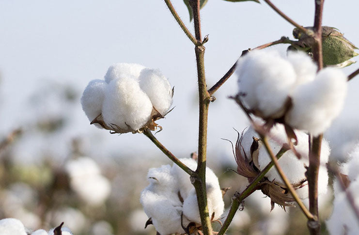 Returning Old Clothes to the Earth Can Help Cotton Grow Again