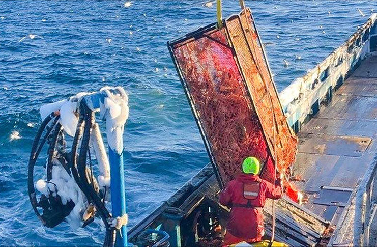 Alaska snow crab harvest slashed by nearly 90% after population declines in the warming Bering Sea