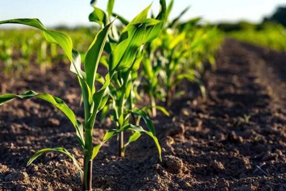 The Dangers of RNAi Crops