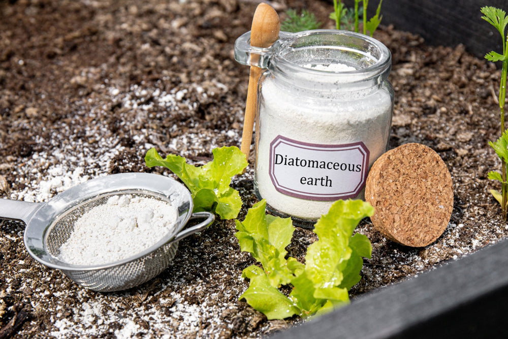 Safe Pest Control: Why Diatomaceous Earth Is the Natural Choice for Your Family