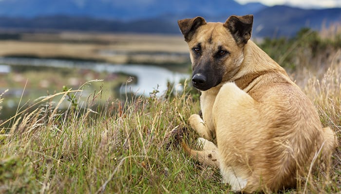 Nearly 90% of Canadians Support Banning Cosmetic Animal Testing