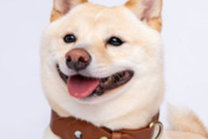 Dogily Tracking Collar: Staying on Top of the Trends and Your Dog