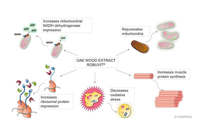 Effects and Presumed Mechanism of Action of the French Oak Wood Extract Robuvit
