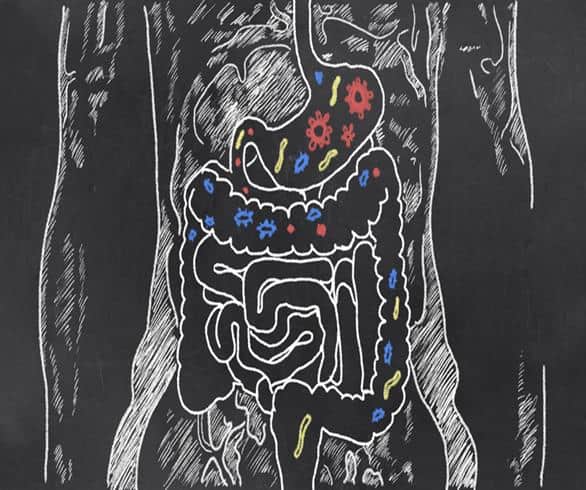 Find Good Bacteria From Fermented Foods