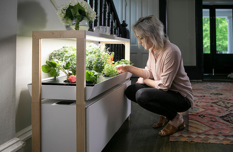 Rise Garden’s Personal Garden
