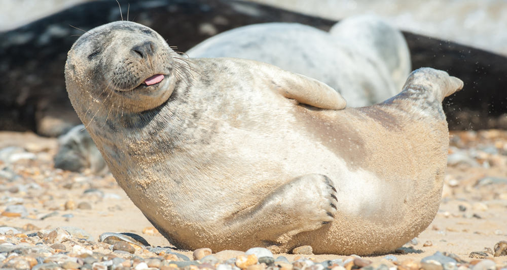 Skinny cod and grey seal reveals troubling changes to food web in the Baltic Sea