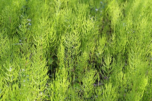 Horsetail Extract