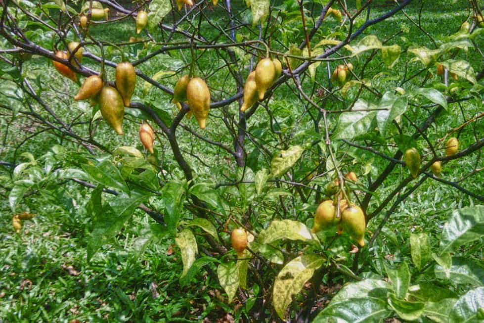 Products Containing Ibogaine Seized by Canadian Government