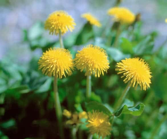 Weed out health issues with these surprising supplements
