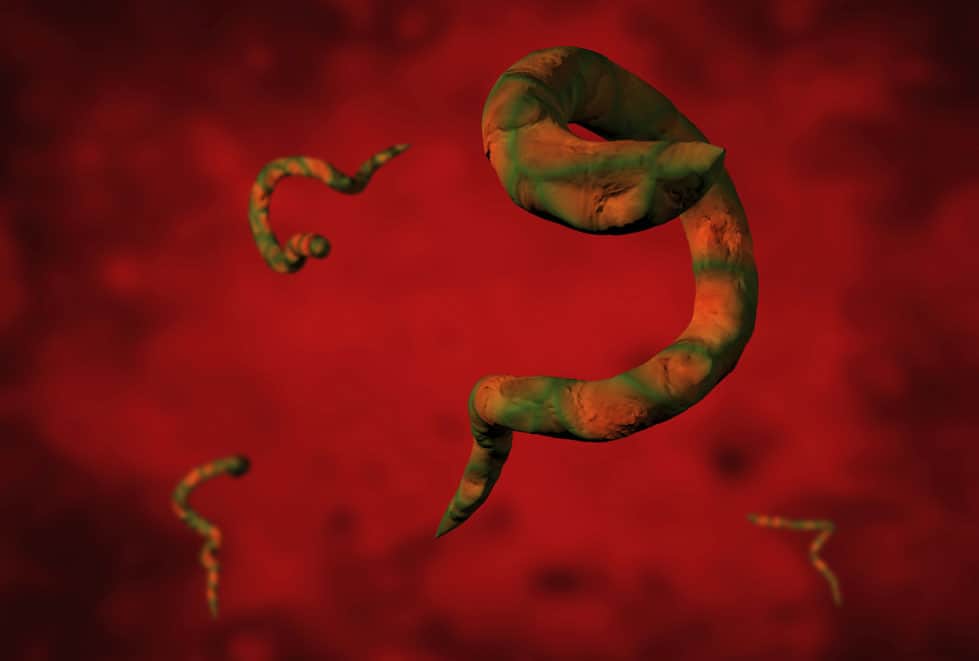 Talking Worms