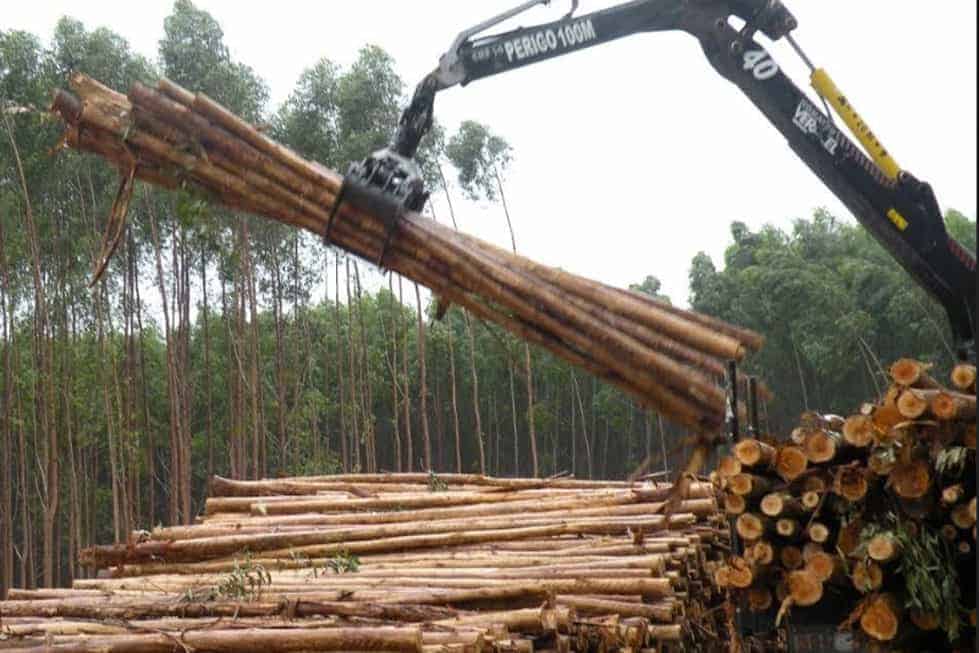 Could Genetically Engineered Trees Soon Be a Reality?