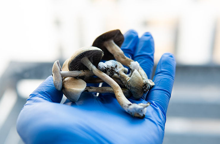 Are Mushrooms Really Medicinal?