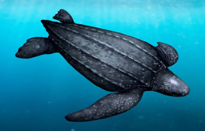 New Exhibit Invites Visitors to Learn About Aquatic Species at Risk and the Threats They Face in Atlantic Canada