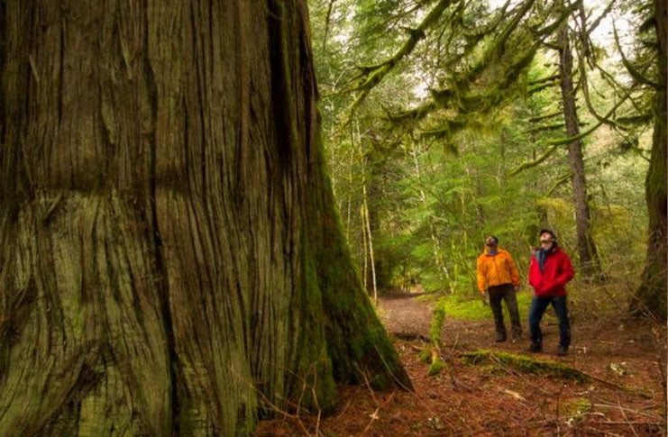 Tweedsmuir Park Lodge takes action in time for world environment day